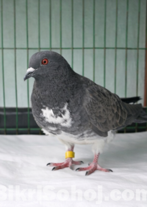 গোল্লা কবুতর